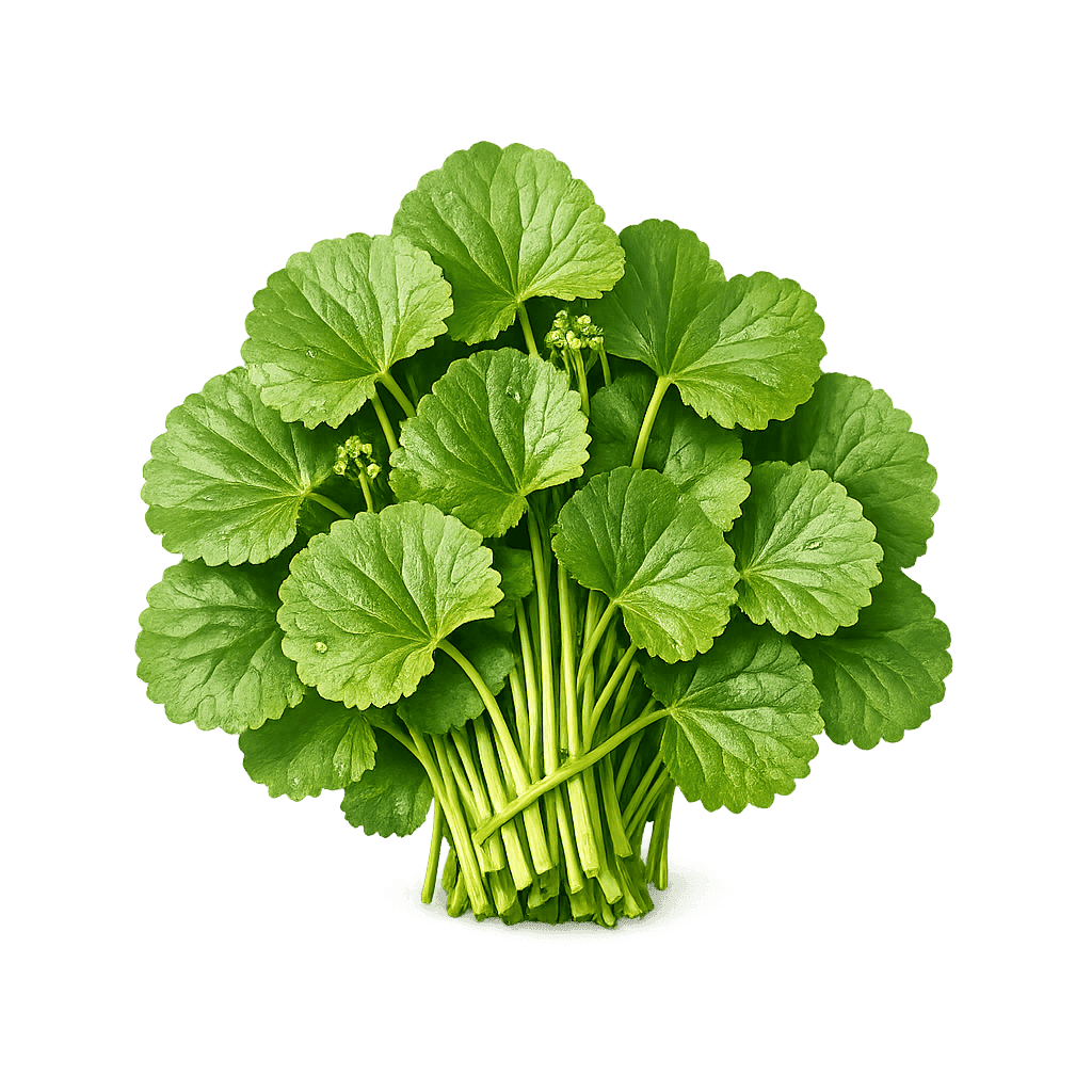 Sumber Centella Asiatica