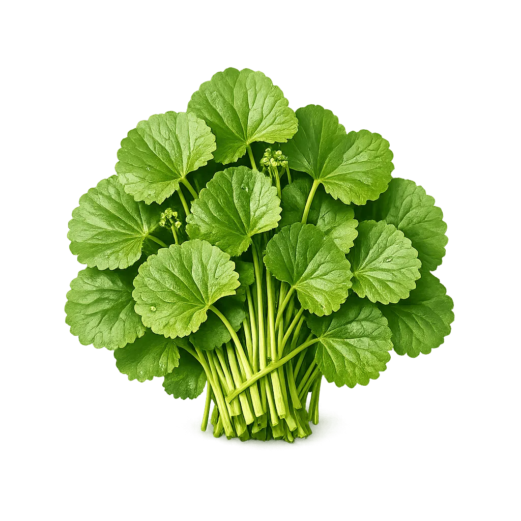 Sumber Centella Asiatica